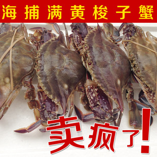 梭子蟹
