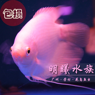 广州热带观赏鱼批发/招财鱼/发财鱼/风水鱼/【招财】包损【战船】