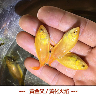 斗鱼