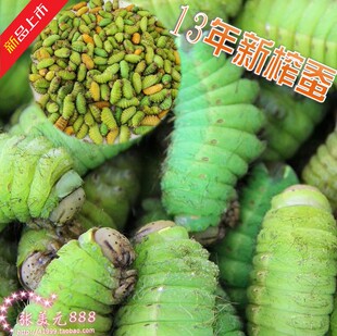蚕蛹