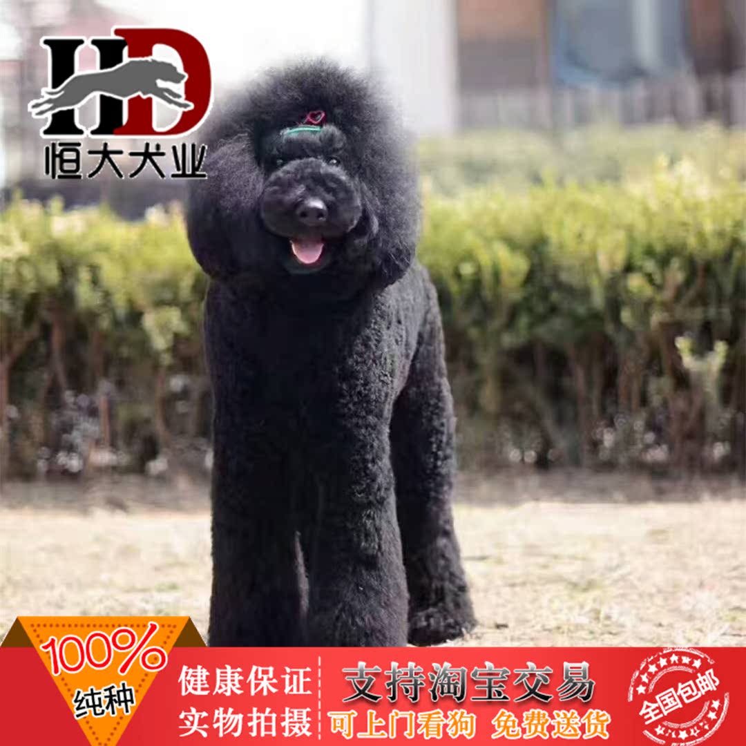 纯种巨贵泰迪贵宾犬大型犬活体幼犬家养健康北京低价出售包邮