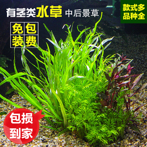 class=h>水草 /span>水族箱装饰活体鱼缸造景套餐真植物淡水