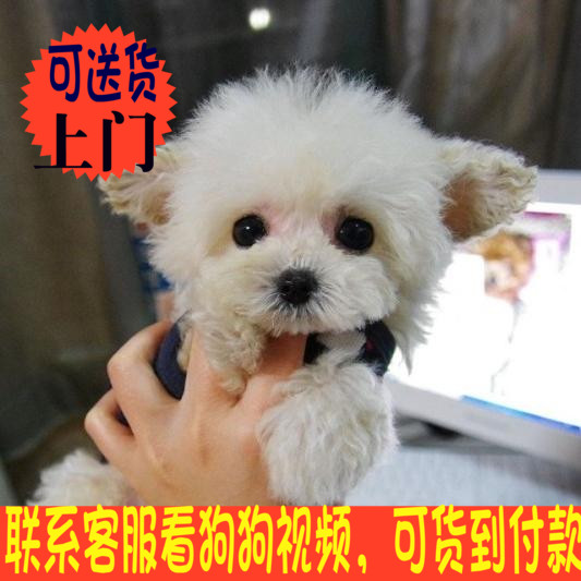 顽皮白茶杯MM出售泰迪幼犬白贵宾小型犬宠物活体非斗牛纯种幼狗