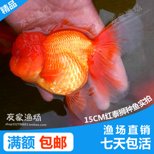 泰狮金鱼活体 纯红狮头 水族精品观赏鱼 宠物鱼 淡水鱼苗包邮包活