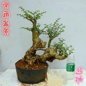 【紫薇盆景树桩】_紫薇盆景树桩品牌精选 - 好便宜网