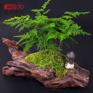 文竹创意办公室室内微景观小盆栽苔藓植物鲜活观叶绿植花卉盆景苗
