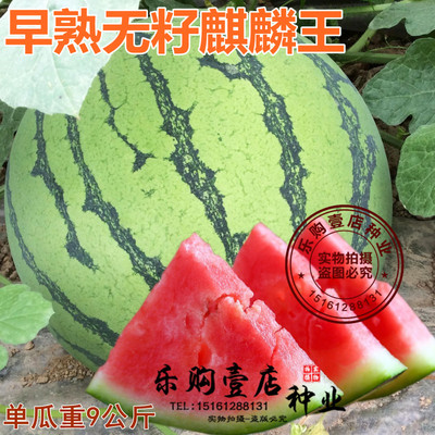 巨型甜王高产甜早熟8424西瓜种子无籽麒麟王种籽蔬菜籽香瓜四季播