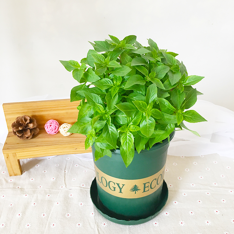 九层塔盆栽食用香料薄荷植物金不换罗勒叶香草阳台厨房庭院鱼香草