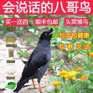 八哥幼鸟活体鸟包邮图片
