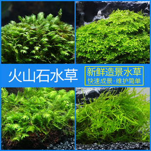 鱼缸造景水草 水族箱草缸凤尾苔柳条莫斯半球莫斯 火山石水草2025