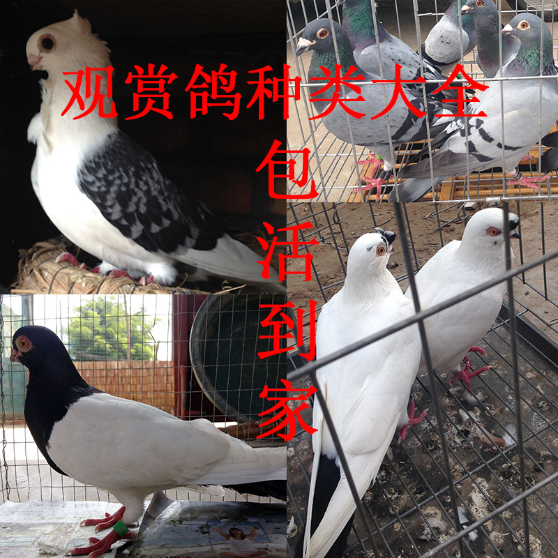 观赏鸽子活体种鸽淑女紫点子两头乌凤尾摩登芙蓉孔雀鸽子蛋包邮