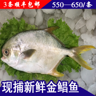 海味源鲳鱼 金鲳鱼 新鲜海鱼鲳鱼 深海金鲳鱼鲜活水产鲳鱼 包邮