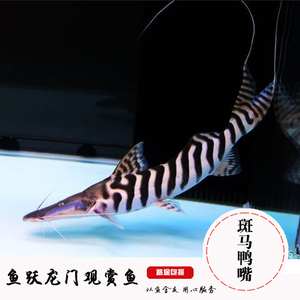 鸭嘴斑马鱼活体价格