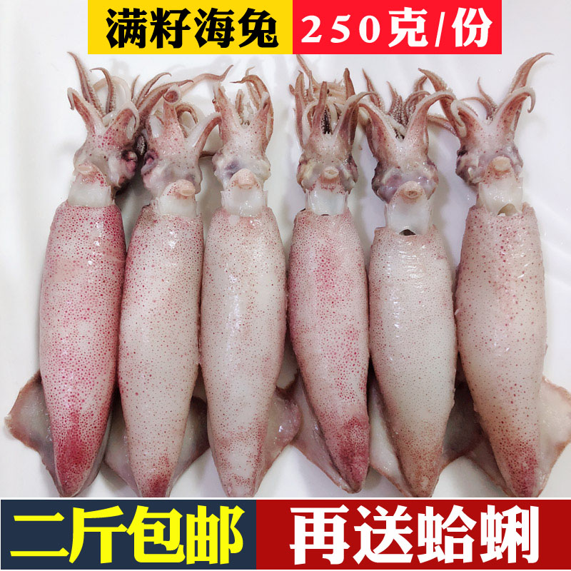 新鲜海兔鲜活籽乌全籽海兔子带籽野生笔管鱼海鲜水产乌贼墨鱼包邮