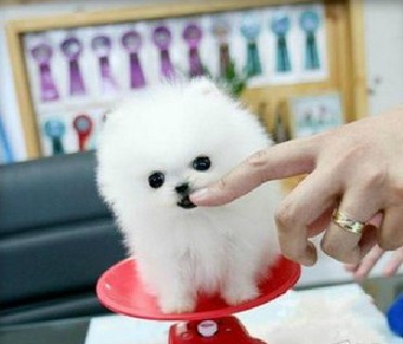 出售纯种俊介博美犬幼犬白色茶杯超小袖珍犬长不大的宠物狗狗G78