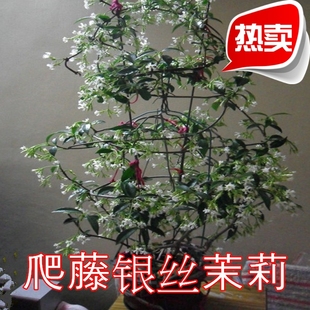 爬藤植物银丝茉莉花苗庭院攀爬墙花卉四季风车茉莉络石藤当年开花