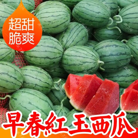 早春红玉西瓜种子日本进口水果四季超甜小西瓜种籽春季南方蔬菜孑