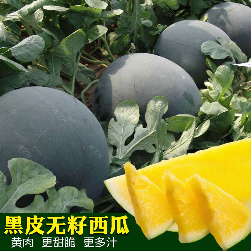 黑皮黄瓤无籽西瓜种子超甜特大巨型四季春季懒汉南方种籽蔬菜种孑