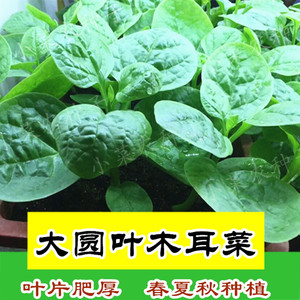 大叶木耳菜种子 木耳菜 span class=h>籽 /span> 春夏秋播种子  span