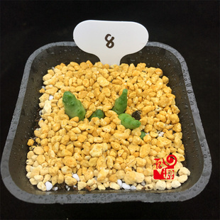 忆源园艺吉普赛女郎萝藦多肉植物一物一拍