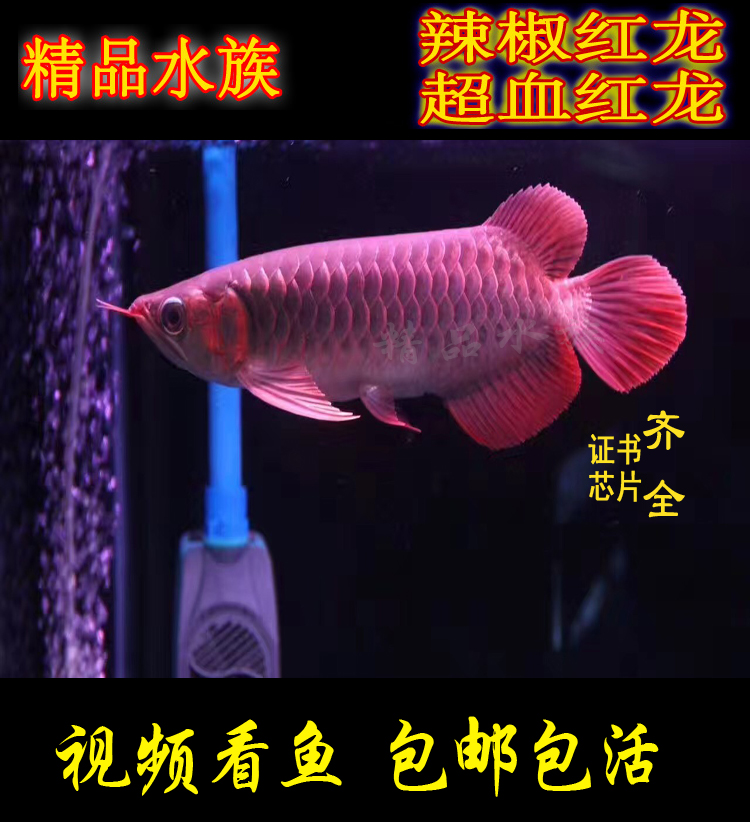 印尼红龙鱼活体小红龙鱼苗辣椒红龙超血红龙金龙鱼活体小红龙鱼苗