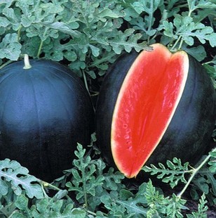 新品种 特大超甜黑龙王西瓜种子高产 西瓜种子 抗病强单瓜15公斤