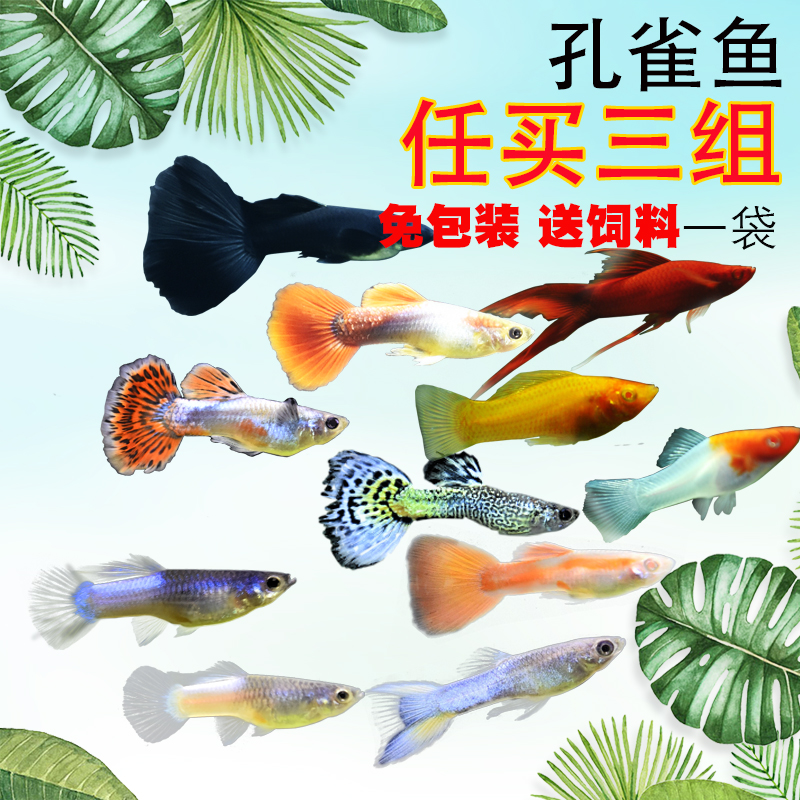 孔雀鱼活体热带观赏鱼纯种凤尾鱼苗红绿灯淡水宠物金鱼小型胎生鱼