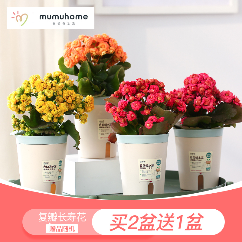 MuMuHome 长寿花复瓣花卉盆栽办公室室内创意桌面绿植盆栽带花盆