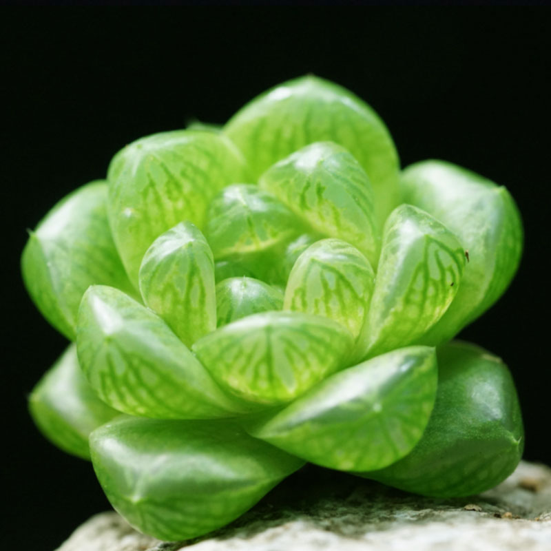 ak多肉花卉 水晶玉露 多肉植物十二卷属 开窗晶莹剔透 满额包邮