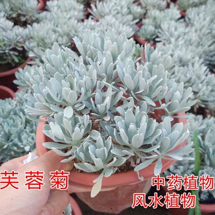 6( 5折) 淘宝 芙蓉雪莲多肉植物 众多卖家当进口橙梦露售卖  不怕热