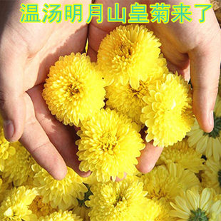 正品温汤明月山富硒皇菊野生菊花茶贡菊金丝皇菊一朵一杯特级包邮