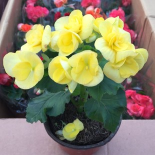 四季开花玫瑰海棠 丽格海棠 秋海棠花苗重瓣带花发货室内盆栽花卉