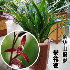 class=h>墨兰 /span>不带花苞金华山报岁 span class=h>兰花 /span> 