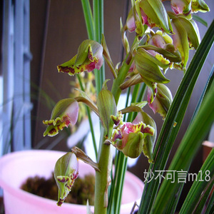 兰花建兰开香花四季兰龙岩素价格