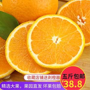 夏橙子春橙正宗秭归伦晚脐橙现摘现发新鲜5斤包邮手剥橙应季水果新鲜橙子