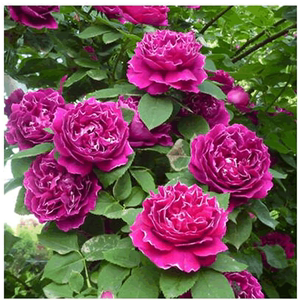 紫袍玉带月季苗带花发货图片