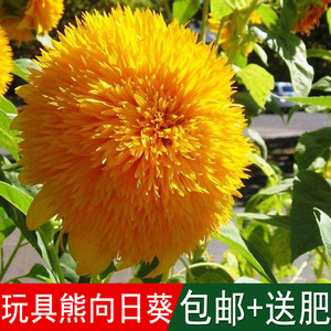 玩具熊向日葵花盆栽图片
