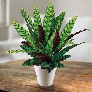 孔雀竹芋 猫眼竹芋 美丽翠叶竹芋 绿植盆栽四季常青净化空气图片