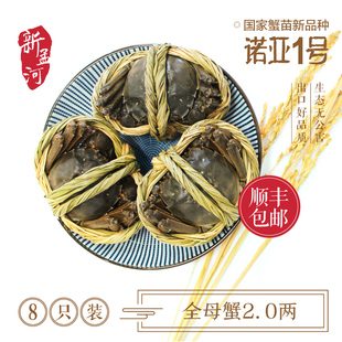 新孟河大闸蟹 全母蟹2两8只装 鲜活新鲜大螃蟹礼盒装 包邮