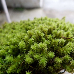 圆叶星星藓 微景观苔藓植物 生态瓶材料水陆缸假山盆景鲜活青苔