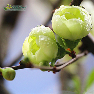 【绿宝石海棠】日本海棠花苗盆栽盆景室内外绿植物花卉观花庭院