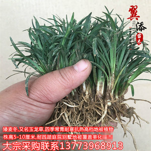 矮 span class=h>麦冬 /span>草四季常青地被植物耐阴玉龙草苗分蘖强