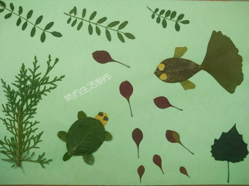 淘宝 多种天然植物标本干树叶合集 diy贴画材料幼儿园手工植物书签图片