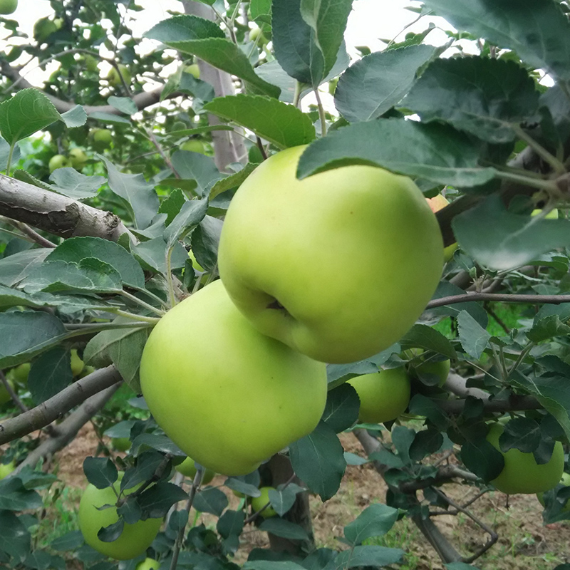 现货青苹果当季新鲜水果榨汁孕妇吃的酸甜脆绿色水果苹果非青蛇果