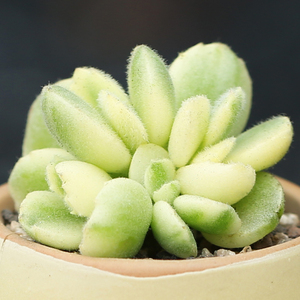 白熊熊锦熊掌熊童子多肉植物小盆栽庭院肉肉植物办公室绿植