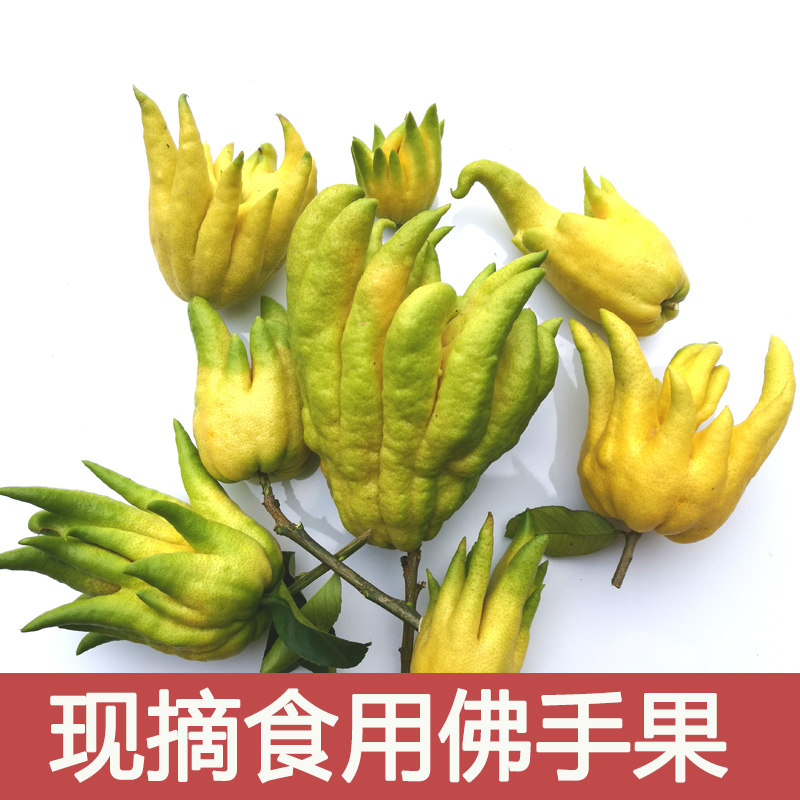 广西新鲜现摘佛手柑佛手果清香食用观赏鲜果供佛清供贡佛2斤包邮