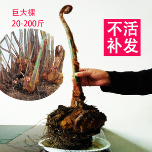金毛狗蕨类植物老树桩狗脊下山桩金丝猴室内庭院稀有名贵 span class=