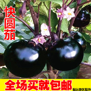 class=h>蔬菜 /span>种子 黑圆茄种子 大圆 span class=h>茄子 /span>