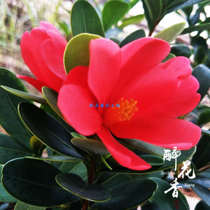 【鲁抗黄花杜鹃油胶丸15粒】_鲁抗黄花杜鹃油胶丸15粒