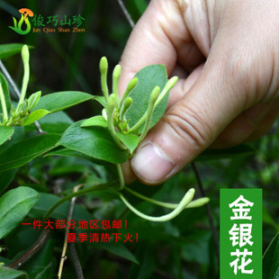 金银花